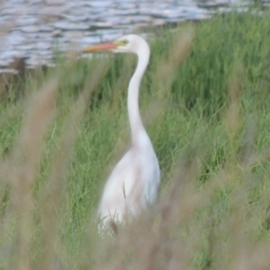 Ardea plumifera at Fyshwick, ACT - 14 Jan 2015 07:35 PM