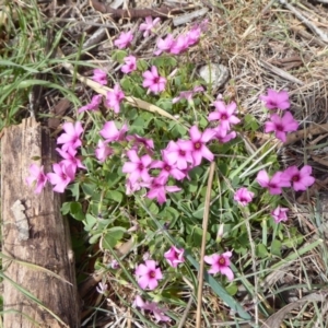 Oxalis articulata at Fyshwick, ACT - 5 Oct 2018