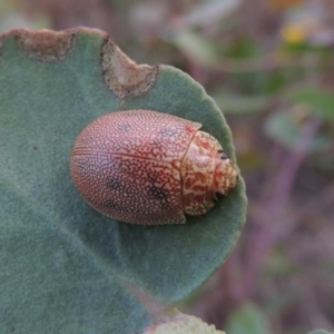 Paropsis atomaria at Paddys River, ACT - 7 Jan 2015