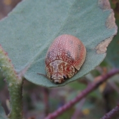 Paropsis atomaria at Paddys River, ACT - 7 Jan 2015 08:35 PM