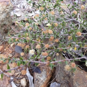 Acacia gunnii at Campbell, ACT - 6 Oct 2018 09:01 AM