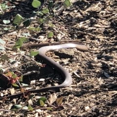 Pseudonaja textilis (Eastern Brown Snake) at ANBG - 6 Oct 2018 by AaronClausen