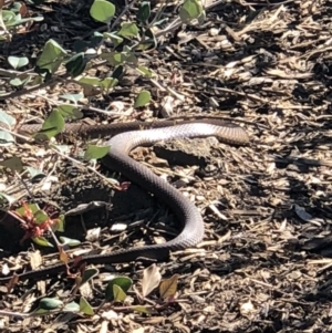 Pseudonaja textilis at Acton, ACT - 6 Oct 2018 02:06 PM