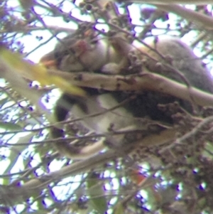 Pseudocheirus peregrinus at Acton, ACT - 24 Sep 2018