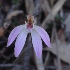 Caladenia fuscata (Dusky Fingers) at Acton, ACT - 24 Sep 2018 by PeterR