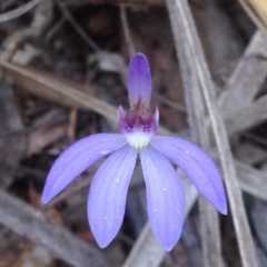 Cyanicula caerulea (Blue Fingers, Blue Fairies) at Acton, ACT - 24 Sep 2018 by PeterR