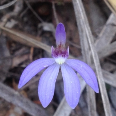 Cyanicula caerulea (Blue Fingers, Blue Fairies) at Acton, ACT - 24 Sep 2018 by PeterR