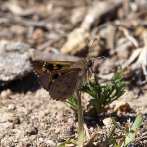 Trapezites phigalia at Kambah, ACT - 6 Oct 2018 01:15 PM