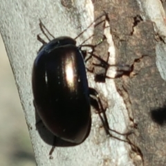 Chalcopteroides sp. (genus) (Rainbow darkling beetle) at Jerrabomberra, ACT - 6 Oct 2018 by Mike