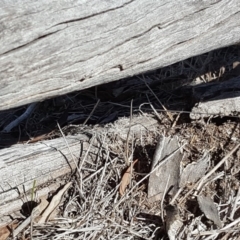 Papyrius nitidus (Shining Coconut Ant) at Jerrabomberra, ACT - 6 Oct 2018 by Mike