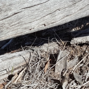 Papyrius nitidus at Jerrabomberra, ACT - 6 Oct 2018