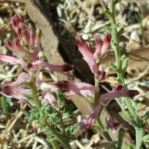 Fumaria sp. at Jerrabomberra, ACT - 6 Oct 2018 03:48 PM