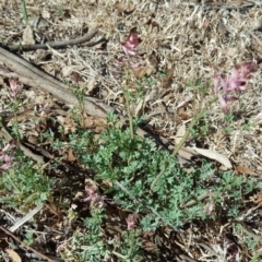 Fumaria sp. at Jerrabomberra, ACT - 6 Oct 2018