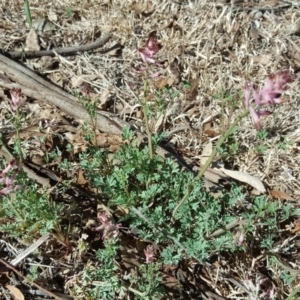 Fumaria sp. at Jerrabomberra, ACT - 6 Oct 2018 03:48 PM