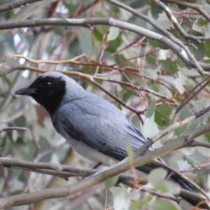 Coracina novaehollandiae at Cooleman Ridge - 6 Oct 2018