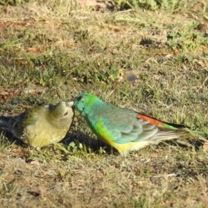 Psephotus haematonotus at Kambah, ACT - 6 Oct 2018