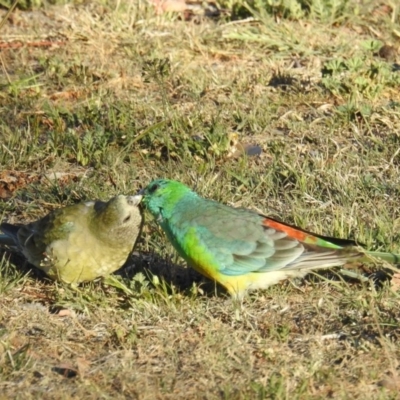 Psephotus haematonotus (Red-rumped Parrot) at Kambah, ACT - 6 Oct 2018 by HelenCross