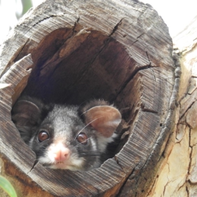 Pseudocheirus peregrinus (Common Ringtail Possum) at Acton, ACT - 2 Oct 2018 by HelenCross