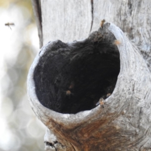 Apis mellifera at Kambah, ACT - 6 Oct 2018