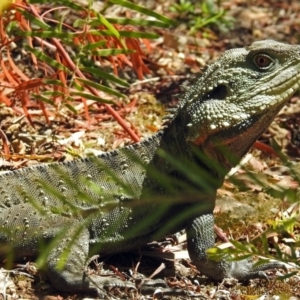 Intellagama lesueurii howittii at Acton, ACT - 6 Oct 2018 01:25 PM