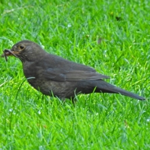 Turdus merula at Acton, ACT - 6 Oct 2018