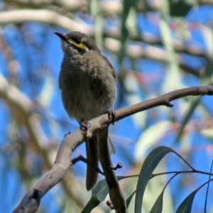 Caligavis chrysops at Acton, ACT - 6 Oct 2018