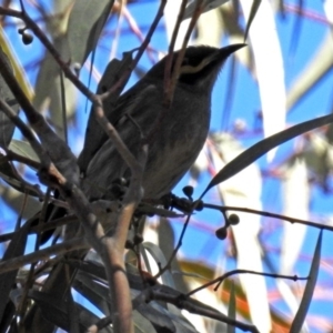 Caligavis chrysops at Acton, ACT - 6 Oct 2018