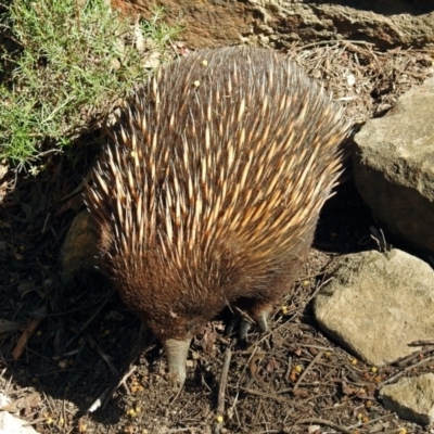 Tachyglossus aculeatus (Short-beaked Echidna) at Hackett, ACT - 6 Oct 2018 by RodDeb