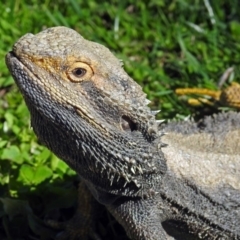 Pogona barbata at Hackett, ACT - 6 Oct 2018