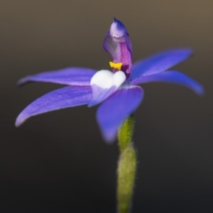 Glossodia major at Cook, ACT - suppressed