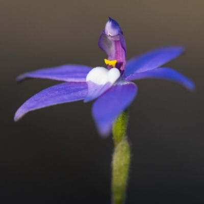 Glossodia major (Wax Lip Orchid) at Cook, ACT - 6 Oct 2018 by GlenRyan