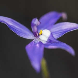 Glossodia major at Cook, ACT - suppressed