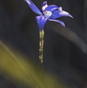 Glossodia major at Cook, ACT - suppressed