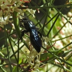 Austroscolia soror (Blue Flower Wasp) at Acton, ACT - 6 Oct 2018 by RodDeb