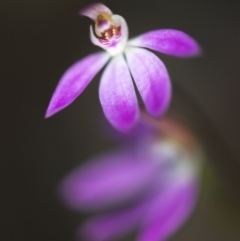 Caladenia carnea (Pink Fingers) at Aranda, ACT - 6 Oct 2018 by GlenRyan