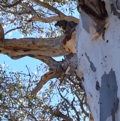 Callocephalon fimbriatum (Gang-gang Cockatoo) at Hughes, ACT - 6 Oct 2018 by KL