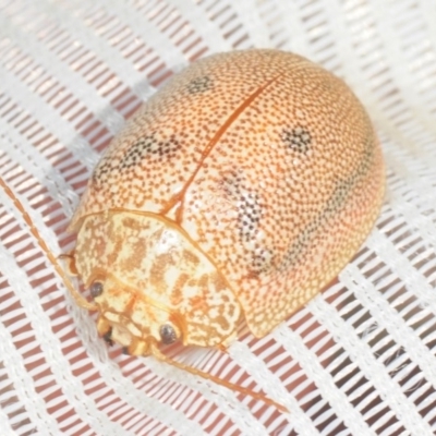 Paropsis atomaria (Eucalyptus leaf beetle) at Bruce Ridge - 1 Oct 2018 by Harrisi