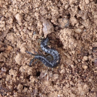 Scolopendromorpha (order) (A centipede) at Jerrabomberra, ACT - 4 Oct 2018 by Christine