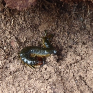 Cormocephalus sp.(genus) at Jerrabomberra, ACT - 5 Oct 2018