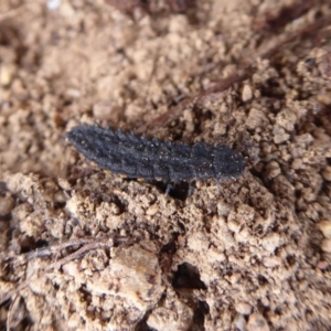 Porrostoma sp. (genus) at Jerrabomberra, ACT - 5 Oct 2018