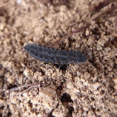 Porrostoma sp. (genus) (Lycid, Net-winged beetle) at Jerrabomberra, ACT - 4 Oct 2018 by Christine