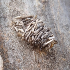 Psychidae (family) IMMATURE (Unidentified case moth or bagworm) at Hume, ACT - 5 Oct 2018 by Christine