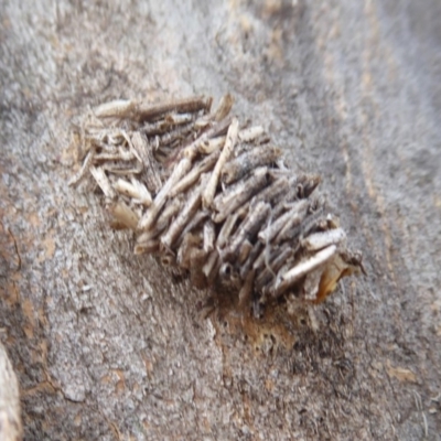 Psychidae (family) IMMATURE (Unidentified case moth or bagworm) at Hume, ACT - 4 Oct 2018 by Christine