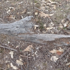 Papyrius nitidus (Shining Coconut Ant) at Jerrabomberra, ACT - 4 Oct 2018 by Christine