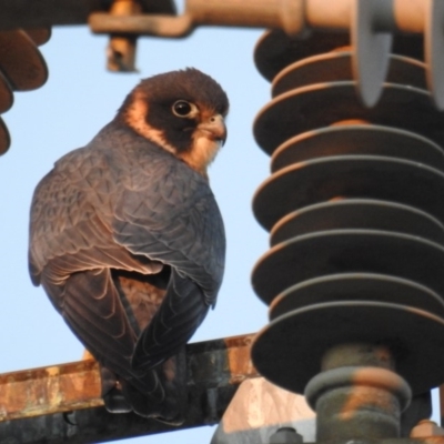 Falco longipennis (Australian Hobby) at Kambah, ACT - 7 Oct 2018 by HelenCross