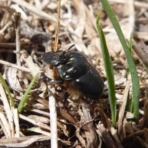 Onthophagus sp. (genus) at Jerrabomberra, ACT - 5 Oct 2018 09:54 AM