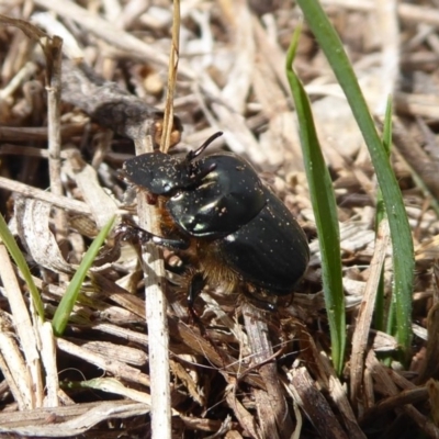 Onthophagus sp. (genus) (Dung beetle) at Jerrabomberra, ACT - 5 Oct 2018 by Christine