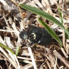 Onthophagus sp. (genus) at Jerrabomberra, ACT - 5 Oct 2018 09:54 AM