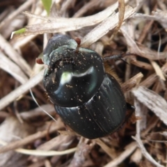 Onthophagus sp. (genus) at Jerrabomberra, ACT - 5 Oct 2018 09:54 AM