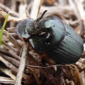 Onthophagus sp. (genus) at Jerrabomberra, ACT - 5 Oct 2018 09:54 AM